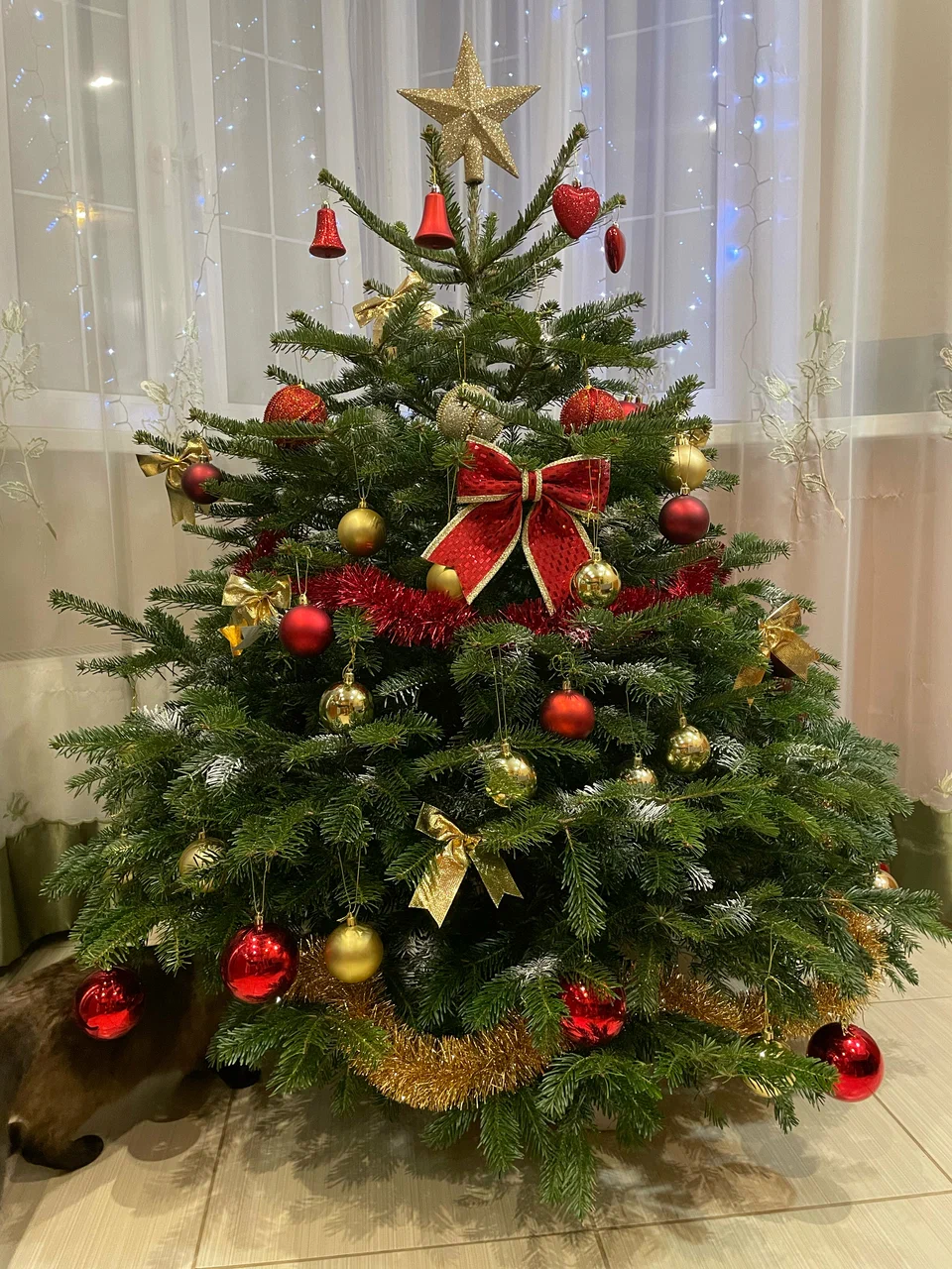 Ёлка Дмитрий Соколов 1